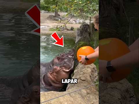 dua kuda nil kelaparan telan labu raksasa utuh thumbnail