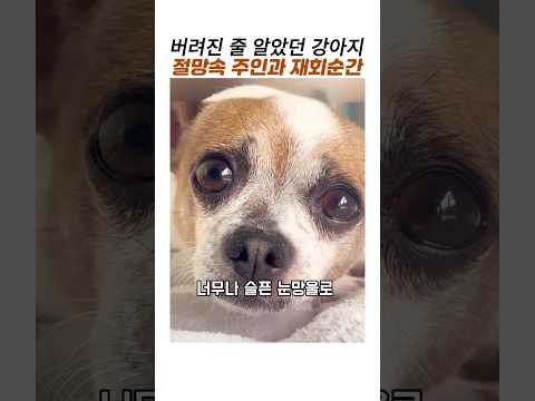 버려진줄 알았던 강아지 주인과 재회순간#슬픈 강아지 #감동동물# 강아지 재회 thumbnail