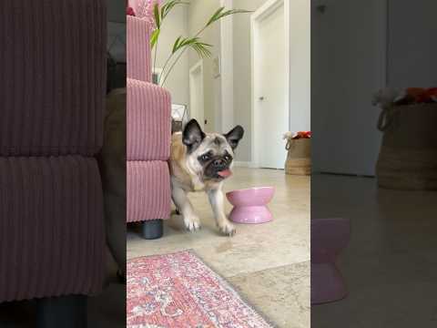 ДЖОНИ ПОДРАЛСЯ С КРЫСОЙ 😱#puppy thumbnail