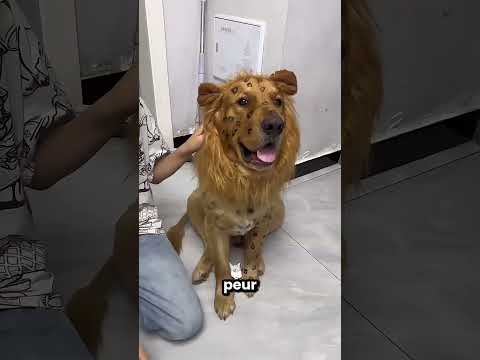 Ce enfant a transformé son chien en lion 😱🦁 thumbnail