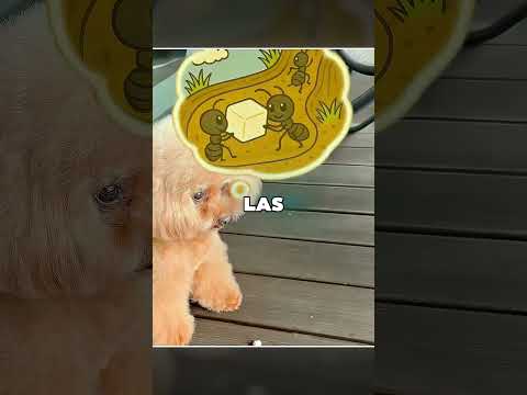 Este Perrito Es Demasiado Puro Para Este Mundo 🥺❤️ thumbnail