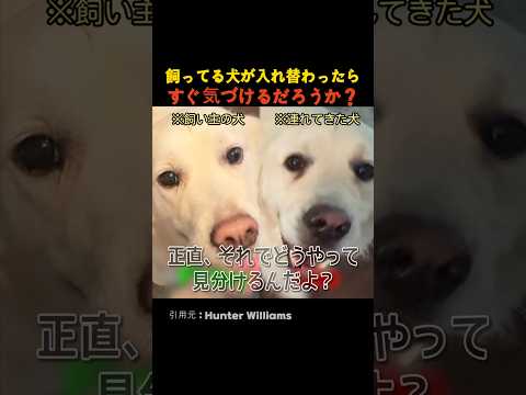 飼ってる犬が入れ替わったらすぐ気づけるだろうか？ thumbnail