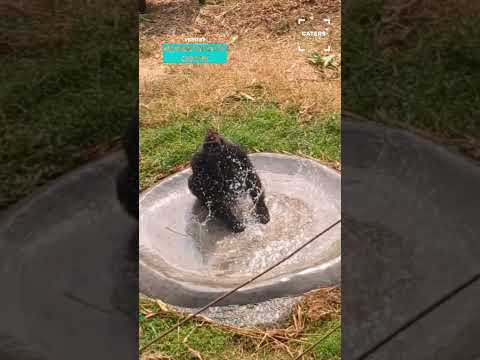 Gorilla Has The Time Of His Life Splashing Around #gorilla thumbnail