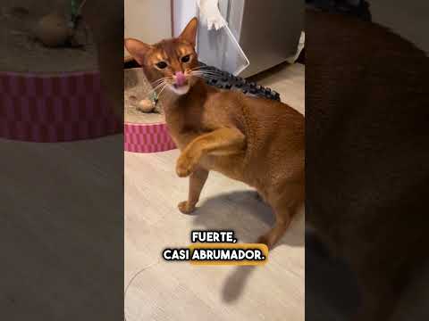 ¿Por qué los gatos intentan enterrar el durián? #shorts thumbnail