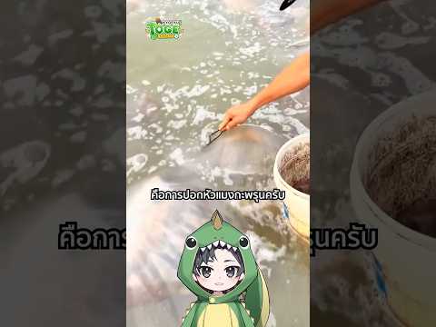 ปอกหัวแมงกะพรุน | TOGE トゲ thumbnail