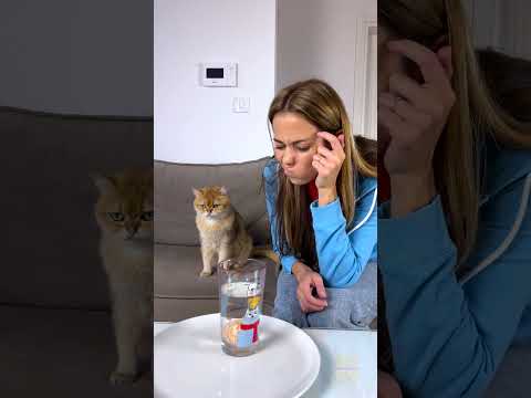 When a cat is uncontrollably happy 😂🐱 thumbnail