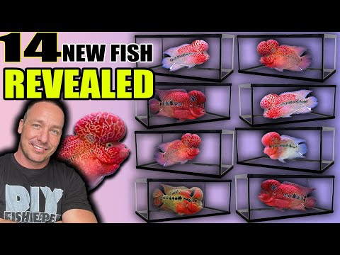 what my new fish creations look like now! thumbnail