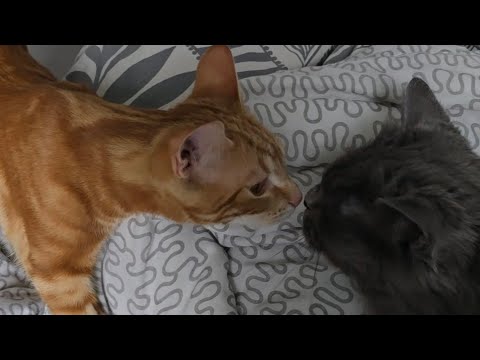 Diese Katze frisst soooo viel!? thumbnail