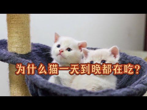 为什么猫一天到晚都在吃？#cat #喵哥是萌新 #貓咪日常  thumbnail