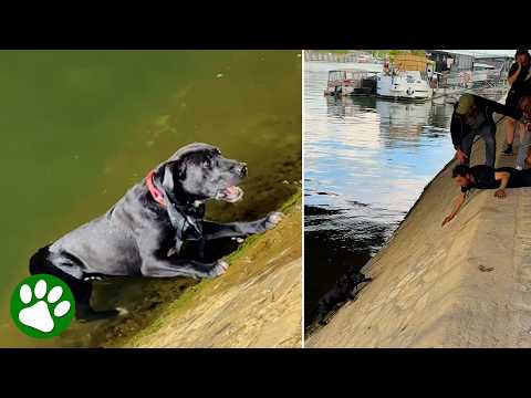 They Heard Cries From the River & Found a Dog Fighting for Her Life thumbnail