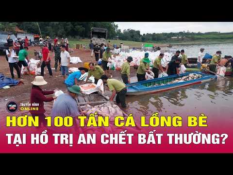 Bản tin thời sự tối 31/5: Vì sao hơn 100 tấn cá lồng bè tại hồ Trị An chết bất thường? Thế giới 24h thumbnail