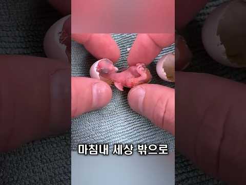 버려질 뻔한 알에서 태어난 생명 thumbnail
