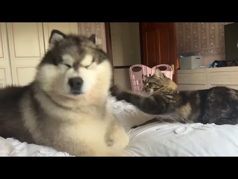 Why Do My Cats Bully My Dog?? thumbnail