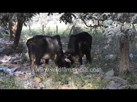 Domestic cows butt heads in a test of power and endurance thumbnail