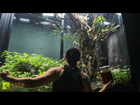 How I Stopped Invasive Ants From Taking Over My Giant Vivarium thumbnail