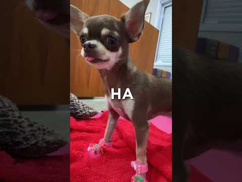 EU ODIEI A MINHA SANDÁLIA MELISSA thumbnail