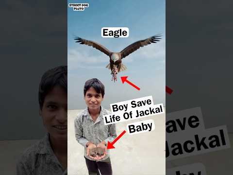This Boy Save Jackal Baby Life ? thumbnail