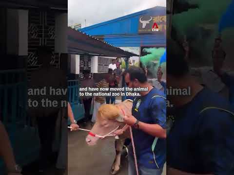 Bangladesh's viral ‘Donald Trump’ buffalo escapes Eid sacrifice thumbnail