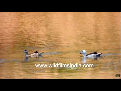Cotton Pygmy Geese swimming through marsh wetlands in Odisha thumbnail