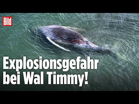 ? WAL TIMMY: Wird der Kadaver jetzt explodieren? | LIVE vor der Küste von Dänemark thumbnail