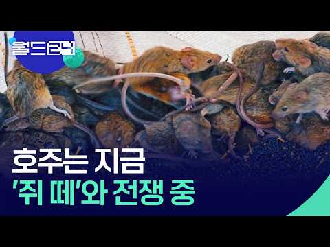 호주 농부들, 들끓는 ‘쥐 떼’와 사투 [월드24/뉴스의 2면] / KBS  2026.06.01. thumbnail