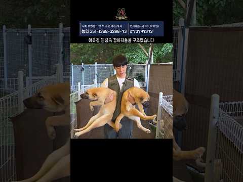 이웃집 뜬장속 강아지들을 구조했습니다. #강아지 #믹스견 thumbnail