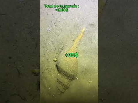 #animaux #mer #ocean #peche #poisson thumbnail