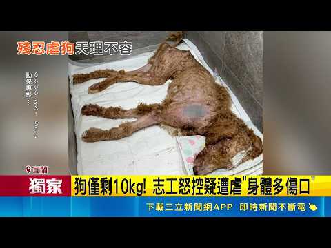 巨型貴賓狗寄養胞姊家 疑遭毒蟲姊夫狠虐亡 控姊夫涉虐狗! 防疫所:等解剖報告送警偵辦｜三立新聞網 SETN.com thumbnail