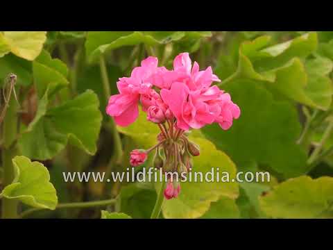 Pink Geranium blooms gracefully among lush green foliage thumbnail