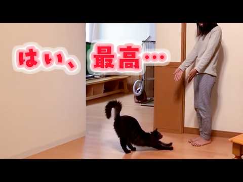 憧れの犬猫生活ってこんな感じ……合計21家族 thumbnail