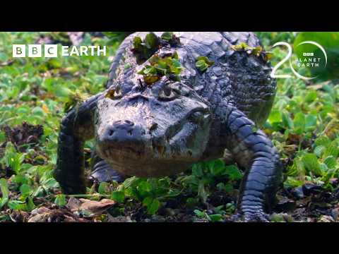 Hungry Caiman Searching for its Next Meal | 20 Years of Planet Earth | BBC Earth thumbnail