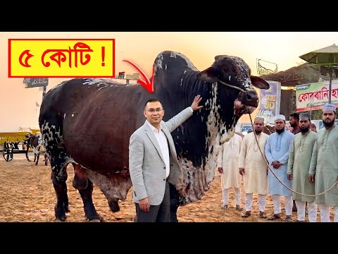 তারেক রহমানের ৫ কোটি টাকার কোরবানির গরু ? || Biggest bull | Dipjol Cow | কোরবানির গরুর হাট ২০২৬ thumbnail