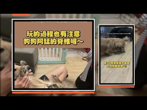 跟臘腸犬玩海帶拳 牠手超軟Q好配合 thumbnail