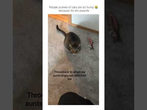 as a cat person, angry cats are genuinely the scariest creatures on earth I swear 😭😭 thumbnail
