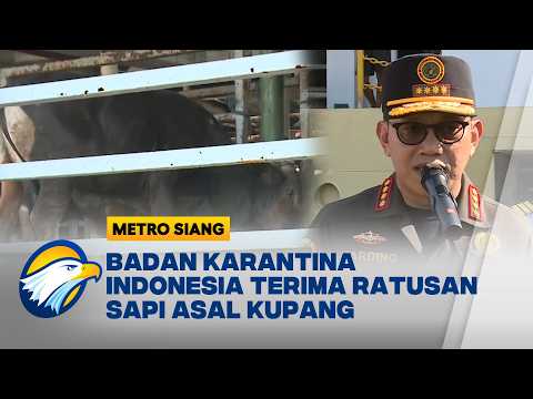 Badan Karantina Pantau Langsung Kedatangan Sapi Kurban Asal Kupang [Metro Siang] thumbnail