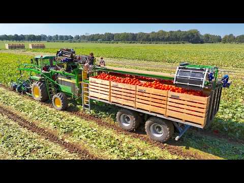 Fully Mechanical PUMPKIN 🎃 HARVEST for Fresh Market | De Terp Squashpackers thumbnail
