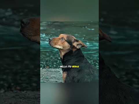 🐶 Anjing Setia Ini Rela Menanggung Semua Rasa Sakit Demi Pulang ke Majikannya 😭❤️ #shortfeed thumbnail