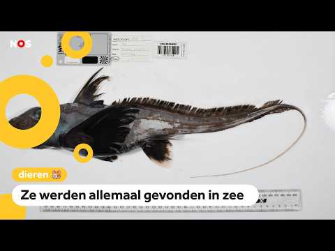 Van spookhaaien tot glazen wormen: 1121 nieuwe diersoorten ontdekt thumbnail