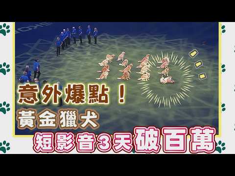 意外爆點！黃金獵犬短影音3天破百萬/愛爾達電視20260523 thumbnail
