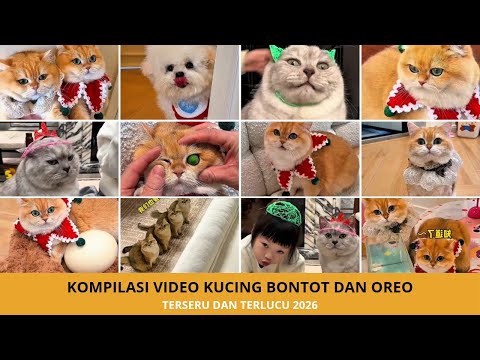 Kompilasi Kucing Bontot Paling Lucu 2026! Bikin Ngakak Setiap Detik thumbnail