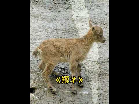 小羱羊在百米的堤坝之上，每一步攀登，都是生命成长的必修课#羱羊#animals thumbnail