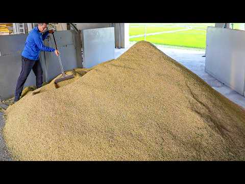 Rice Harvesting Process! Shanghai Rice, Century Egg Congee Making / 稻米採收, 上海菜飯製作 - Taiwanese Food thumbnail