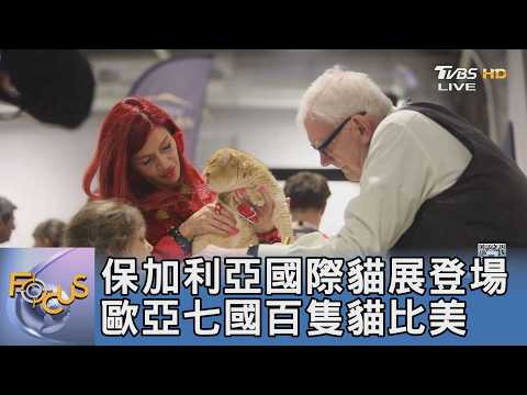保加利亞國際貓展登場 歐亞七國百隻貓比美｜FOCUS午間新聞 20260605 @TVBSNEWS01 thumbnail