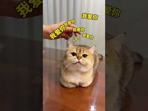 【牛奶是只猫】马年限定羊毛毡来了！猫：真的要秃了！ thumbnail