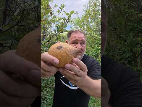 Homegrown Food is Better thumbnail