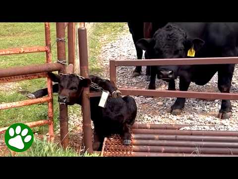 Delivery Driver Interrupts His Workday to Save a Calf 💕 thumbnail
