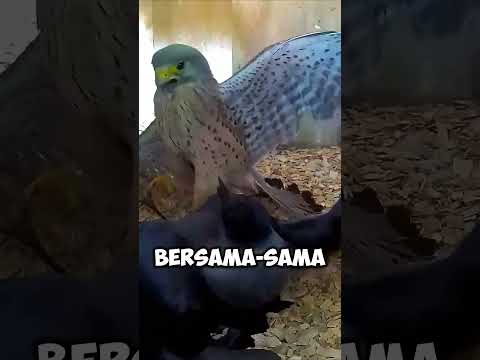 1 BURUNG BETINA VS 2 GAGAK⁉️ thumbnail