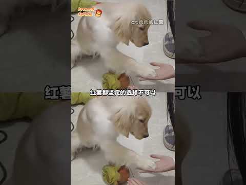 小狗：我有一点不可以不出去玩#小金毛 #小狗 #爱是最伟大的命题 #小狗的爱 #治愈 #万万没想到 thumbnail