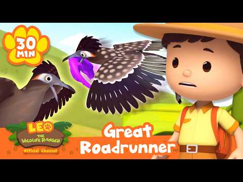 HOW FAST CAN A ROADRUNNER RUN?! 🏃🏻‍♂️ Leo the Wildlife Ranger | Learning Animal Cartoons thumbnail