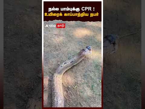 Snake CPR Treatment | நல்ல பாம்புக்கு CPR !உயிரைக் காப்பாற்றிய நபர்..வைரல் வீடியோ | Cuddalore thumbnail